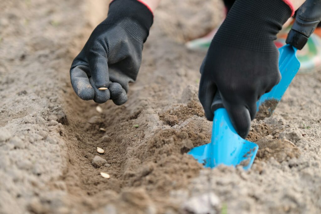 Springtime spring seasonal work, planting in cultivated soil of pumpkin seed